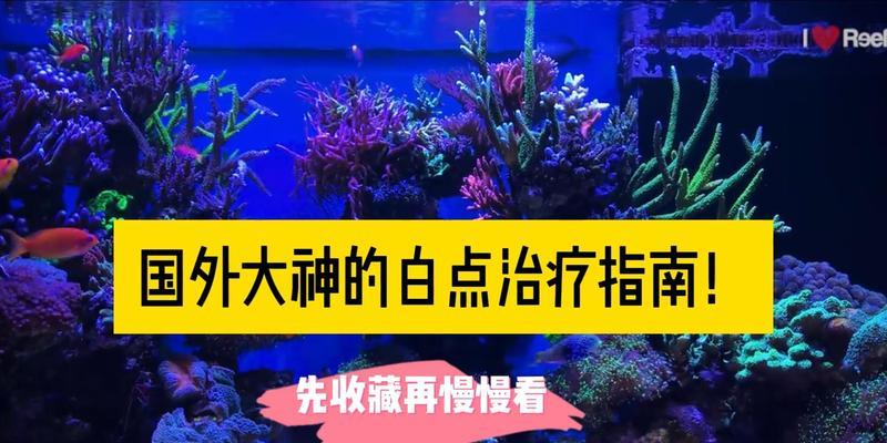 白点病的综合治疗方法（探索有效治疗白点病的关键）