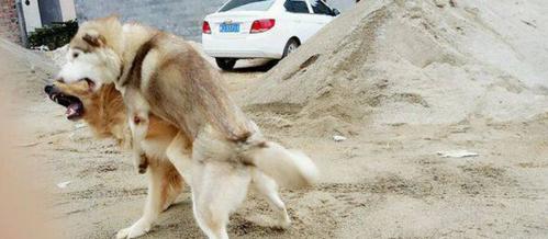 金毛犬配种的最佳时间选择（科学繁殖提高品质）