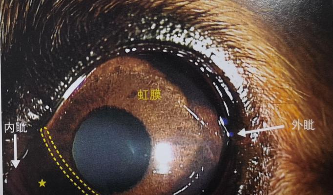 狗狗第三眼睑增生的治疗方法（药水是最常用的治疗方式）