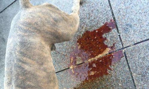 狗尿血还喘的病因及处理方法（了解犬科动物尿血喘的原因和治疗措施，提高宠物生活质量）