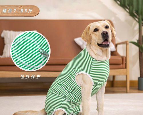 泰迪犬绝育的好处（保健、行为和社会影响的全面分析）