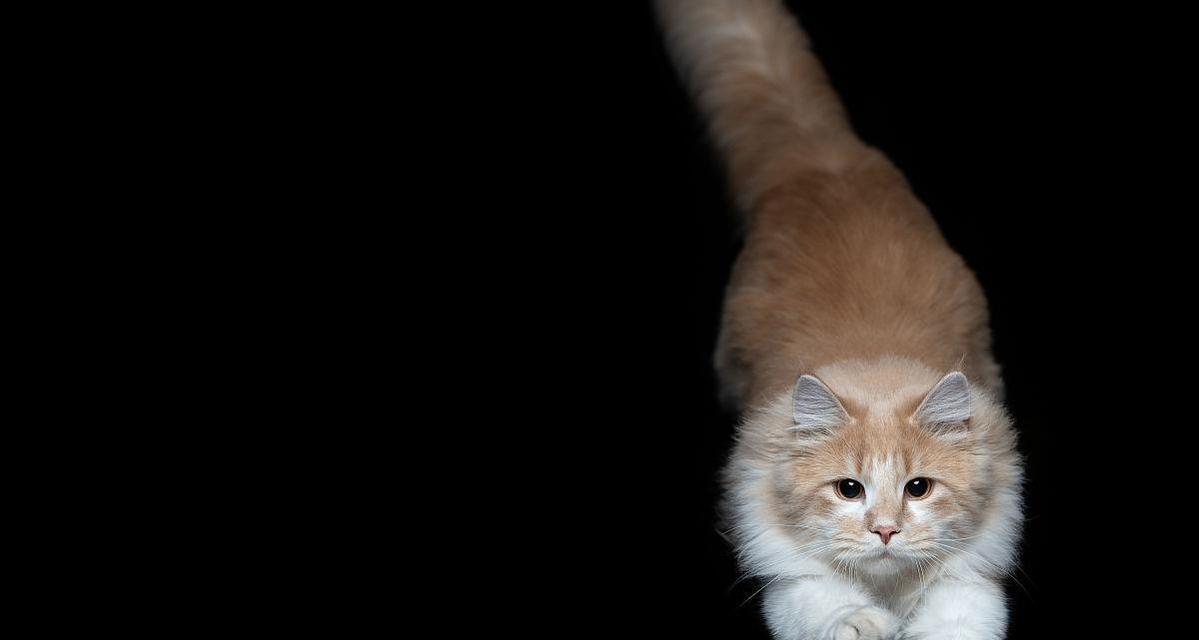 可爱小猫跳出礼盒的惊喜（用礼物包装幸福的一瞬间）