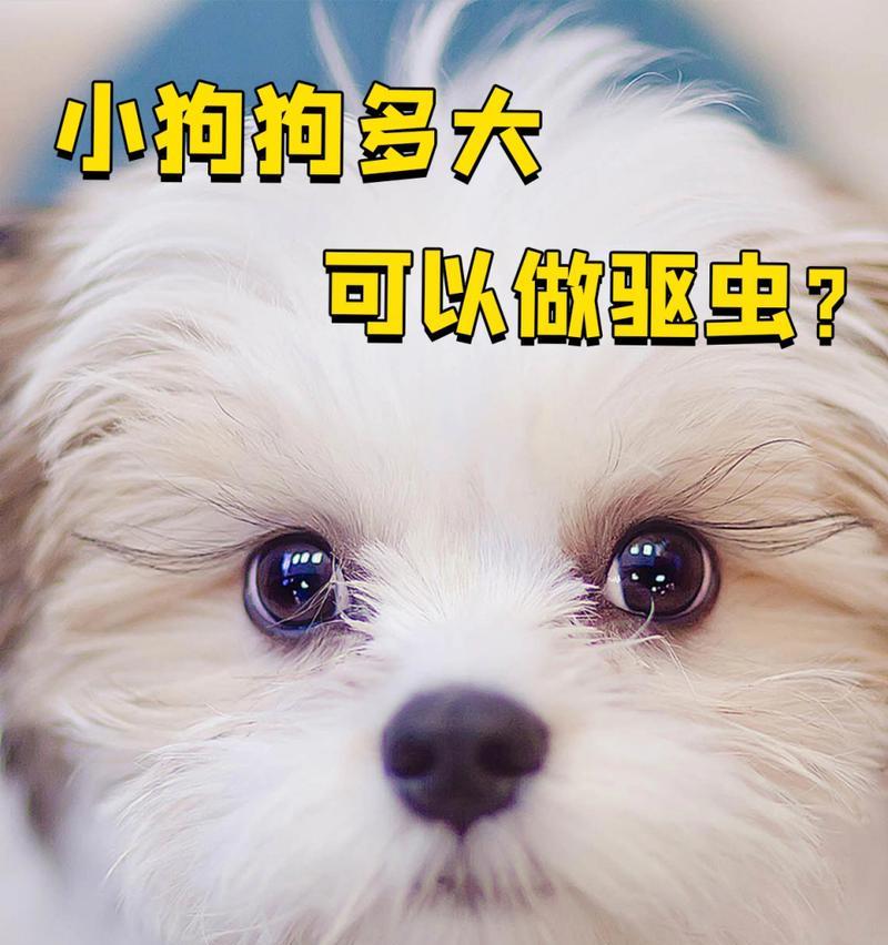 如何选择最佳时间为幼犬驱虫？（科学驱虫时间和方法选择）