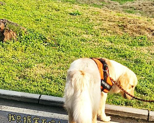 如何让狗不拆家具？（培养良好的狗的行为习惯，让家具得以保护）