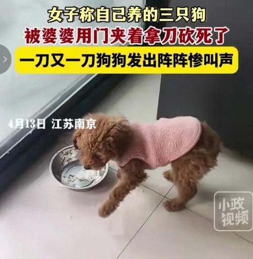 小泰迪为什么拉不出来？（探究拉肚子的小泰迪为何无法排便）