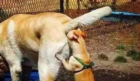 狗狗为什么会闻陌生人？（探究狗狗闻陌生人的原因及意义）