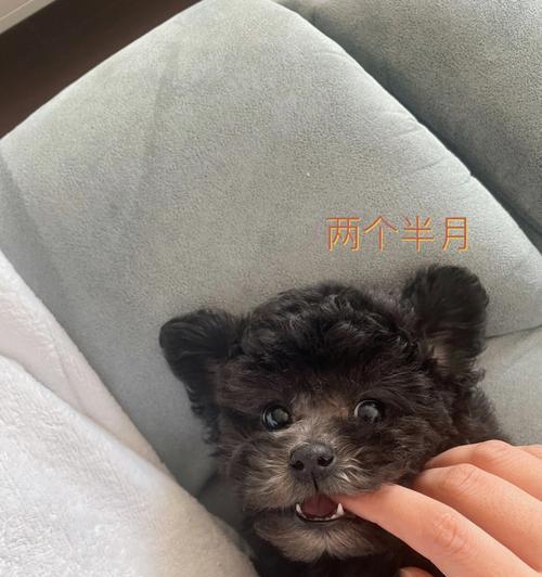 灰泰迪（灰泰迪独特的外貌和可爱性格）