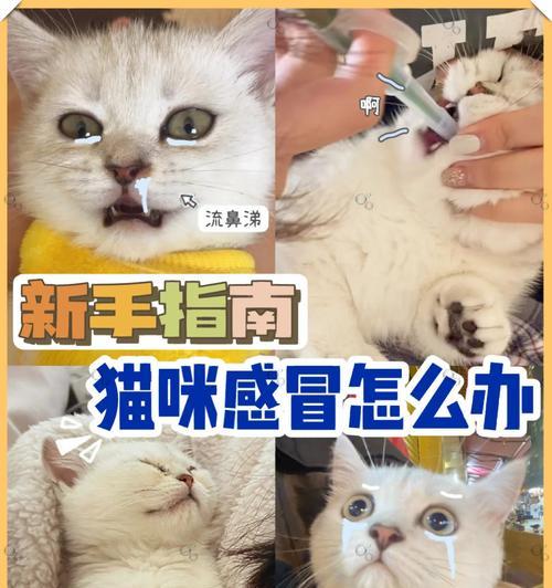 猫咳嗽打喷嚏的原因及治疗方法（了解猫咳嗽打喷嚏的症状和预防措施）