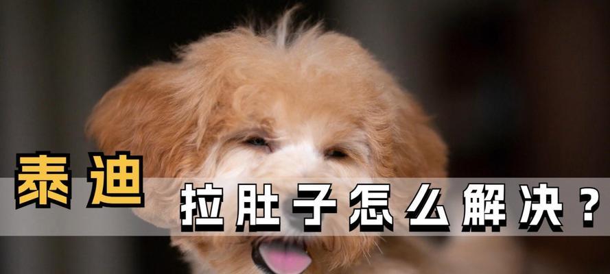 以泰迪拉稀应该喂什么？（为你的泰迪提供正确的饮食，让它摆脱拉稀的困扰！）