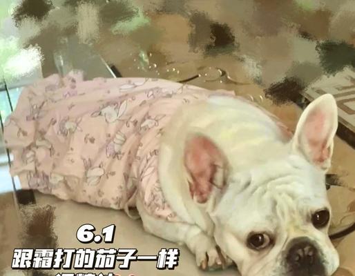 精神不振的熊猫（失去光明的熊猫们是否还有希望？（）