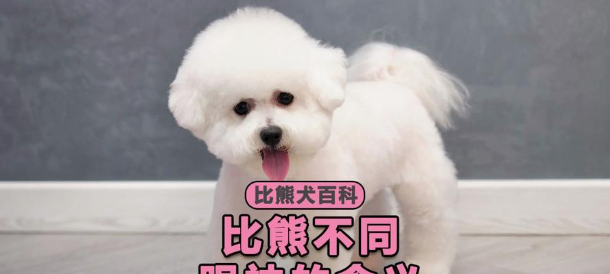 为什么比熊智商不高？（探究比熊智商低下的原因和影响）