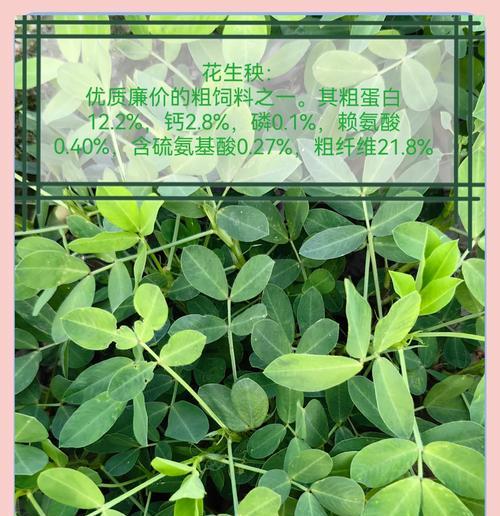 兔子的主要食物是野草（兔子对不同种类的野草有什么偏好）