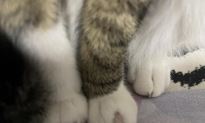 猫脚断了，隐含它未来的预兆（揭示猫脚断了可能引发的一系列问题与预兆）