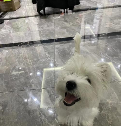 幼犬护理秘籍（如何选择适合幼犬的干洗粉）