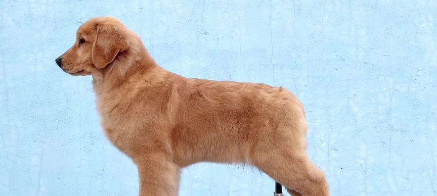 以赛级犬舍（赛级犬舍经营指南，了解如何利用纯种犬赚取收入）