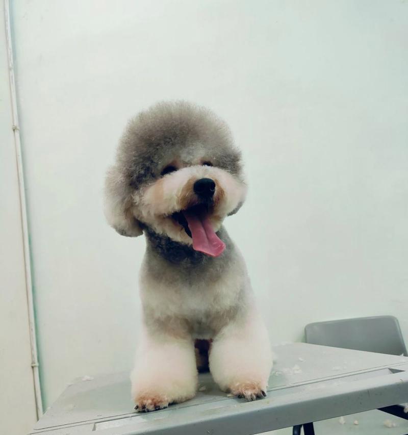 纯种泰迪犬的毛色选择（通过泰迪犬毛色的选择，找到纯种泰迪犬的关键特征）