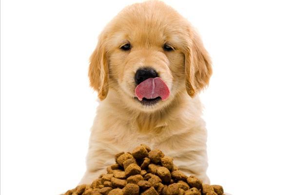 金毛幼犬的饮食需求与喂养指南（为您的金毛宝宝提供健康营养的食物选择）
