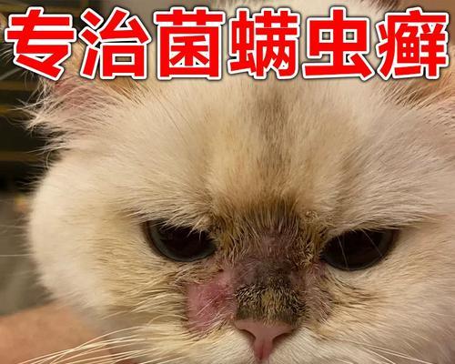 狗狗真菌螨虫混合感染的治疗方法（选择适合的药物来解决狗狗混合感染问题）