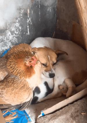 狗为什么不适合以鸡肉为主食？（探索狗狗食谱中的鸡肉限制，了解营养均衡的重要性）