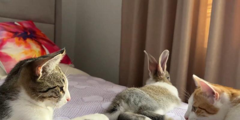 神奇的长耳兔子——猫兔的奇幻世界（探秘“猫兔”的外貌、习性及与人类的关系）