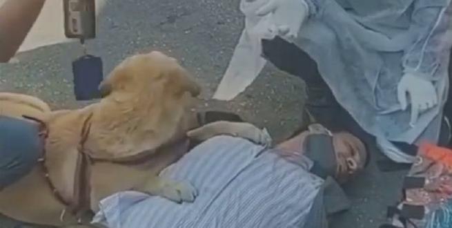 狗狗昏迷的症状及应急处理方法（狗狗昏迷的可能原因及如何保护你的宠物）