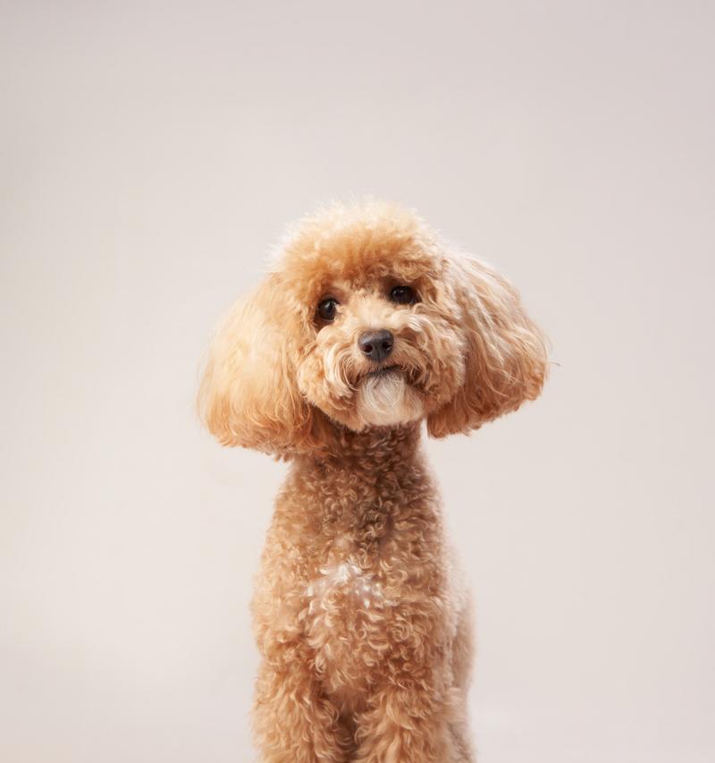 贵宾犬（探索贵宾犬的品种特征、培养方法及适应环境）