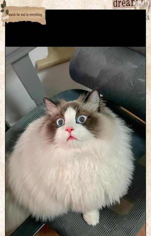 怀孕的猫该如何饮食？（为你的猫提供健康的饮食习惯）