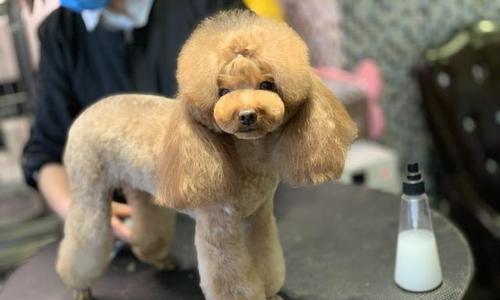 以泰迪毛短适合什么造型？（打造时尚与可爱并存的泰迪毛短造型）