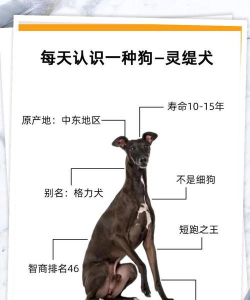 灵织犬的理想毛色——完美契合主人个性的选择（探究灵织犬不同毛色的特点及适合人群）