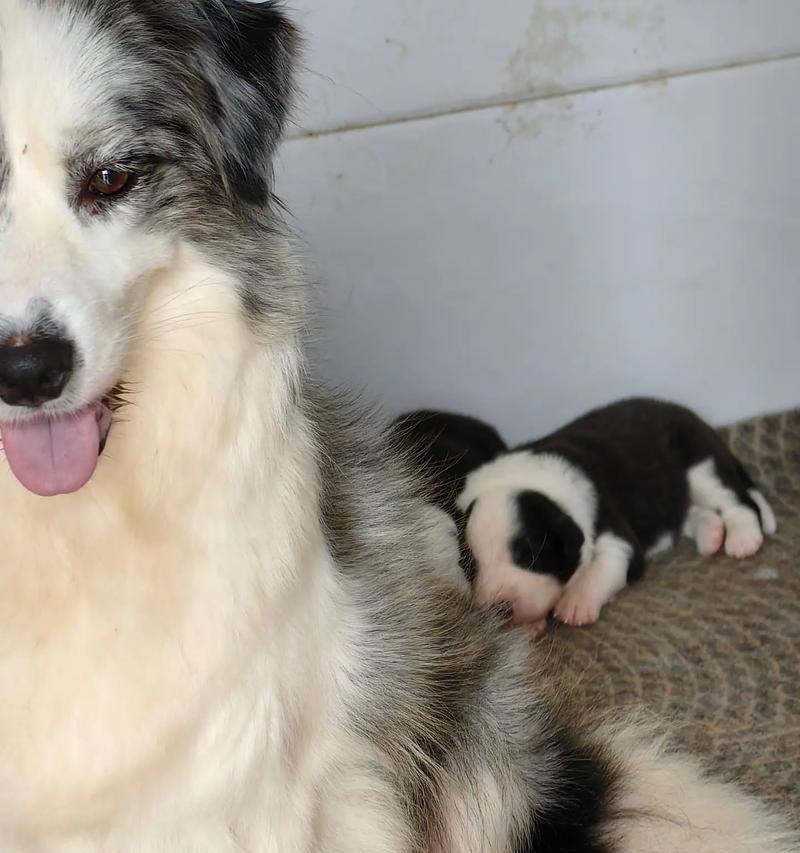 初生犬什么时候睁眼？（初生犬睁眼的时间和影响因素）