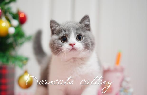 以英国短毛猫喂什么才是最好的？（满足猫咪需求的营养食谱与喂养指南）