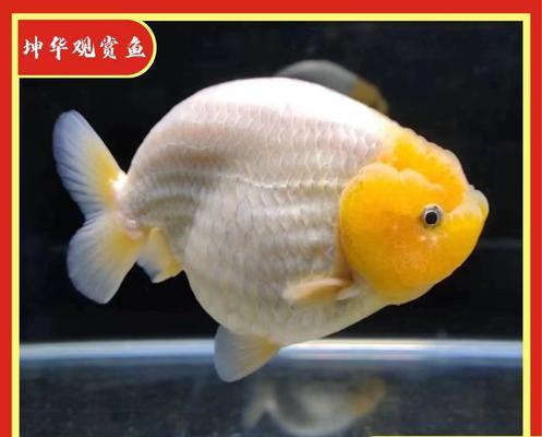 探秘翻腮金鱼的神奇之处（一种独特的品种，了解它的特点和养殖技巧）