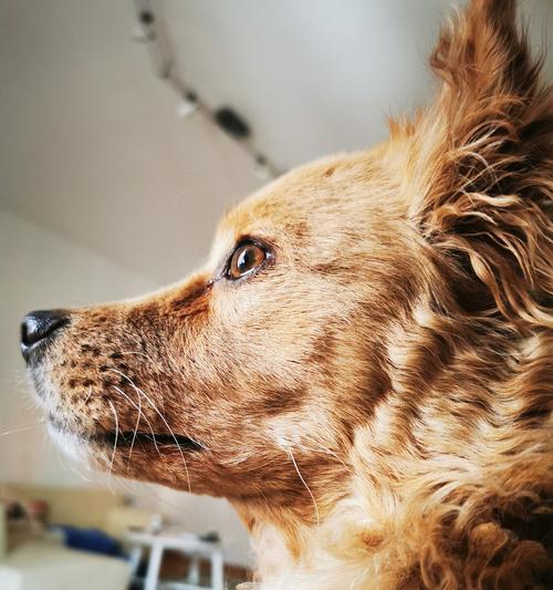 犬瘟狗拉稀的治疗药物选择（药物治疗是犬瘟狗拉稀的首选方法）