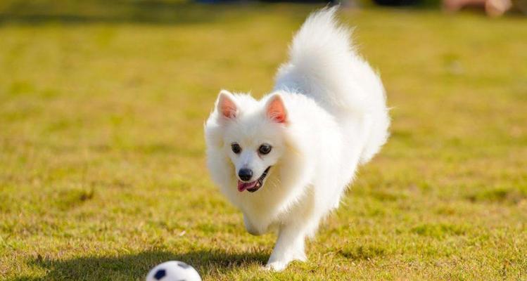 博美犬（探索博美犬的不同品种，了解其独特之处）