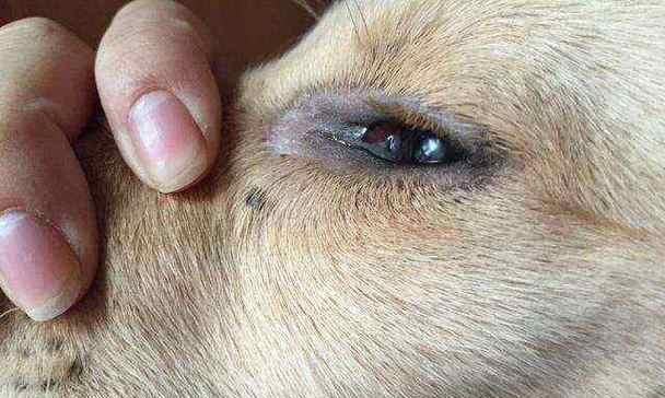 犬瘟热后期症状揭秘（了解后期症状，及早预防治疗）