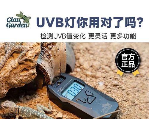 探秘陆龟灯的奇妙世界（从生物学到文化传承，揭开陆龟灯的神秘面纱）