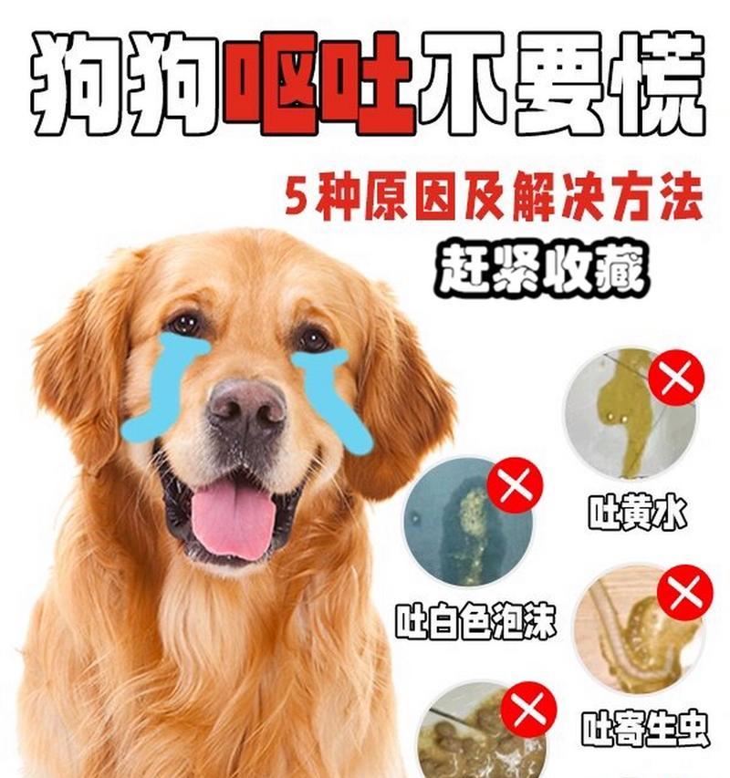 狗的日常饮食需求与饮食习惯（为你的爱犬提供均衡营养和健康饮食）