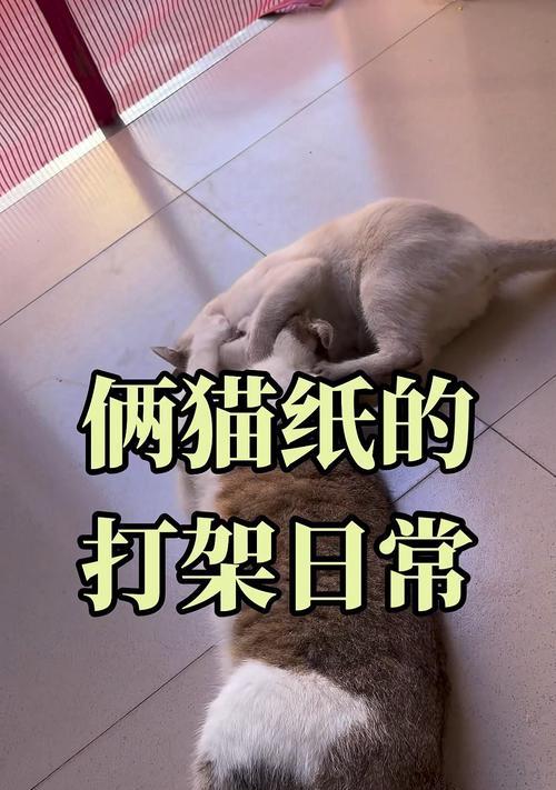 猫咪出汗的奥秘（揭开猫咪出汗的谜底——为什么猫咪很少流汗）