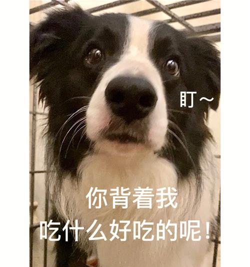 大狗的营养需求与饮食指南（探索大狗饲养中的营养需求及合理饮食搭配）