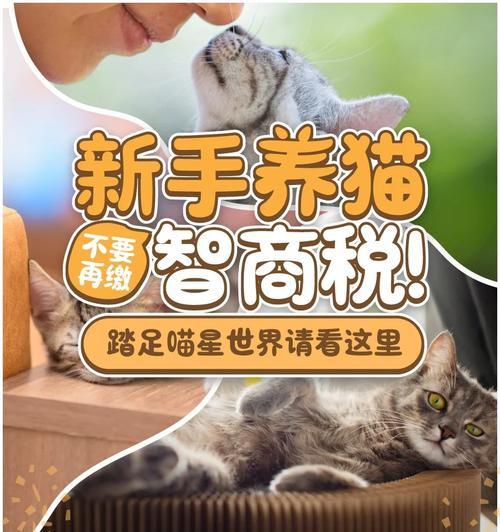 第一次买猫，（为了给你的新宠物提供最好的生活，这些要点你必须知道）