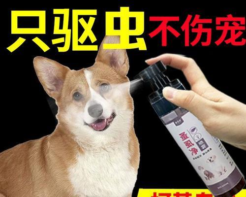 柯基驱虫的重要性及时机选择（关爱宠物健康，科学驱虫保障）