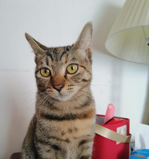 猫咪的特别补食物大揭秘（了解猫咪特别需要的食物，让它们更健康快乐生活）