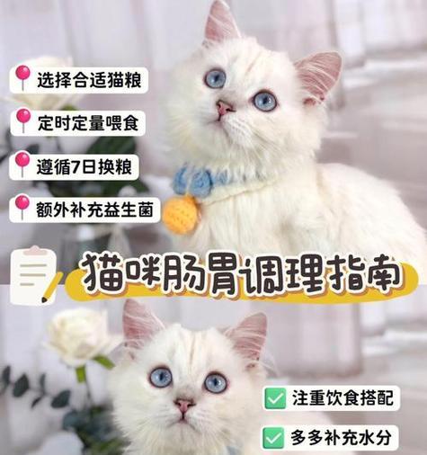 成猫咪的饮食需求与推荐（宠物猫咪如何获得均衡营养饮食）