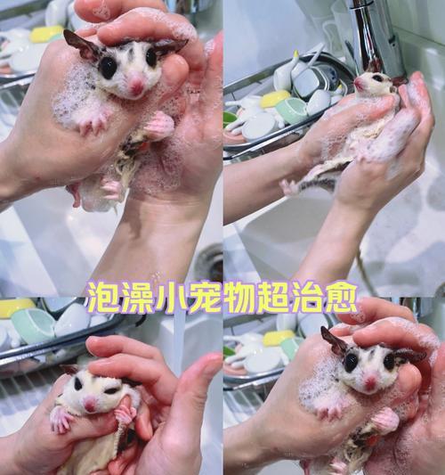 如何选择适合宠物泡澡的优质产品？（选择最好的宠物洗浴用品，给你的宠物一个清洁舒适的泡澡体验！）