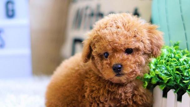 以茶杯犬的健康饮食（了解茶杯犬的食物需求与养生）
