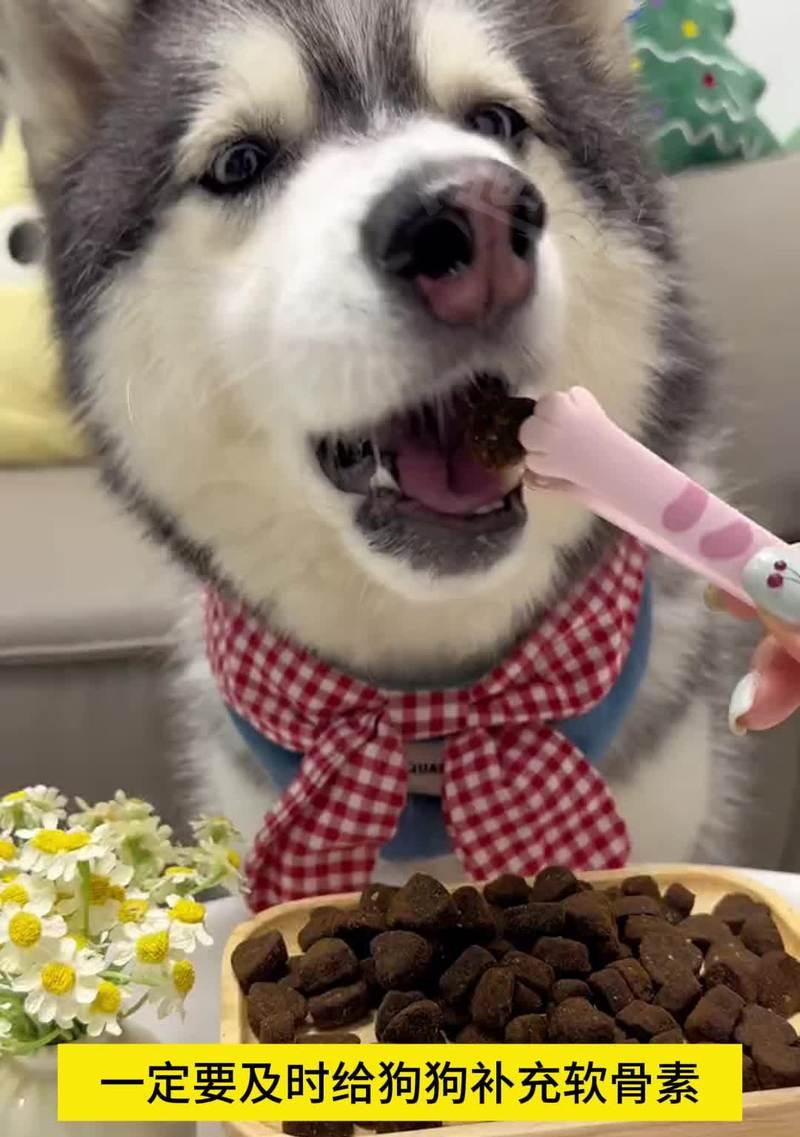 如何为狗狗提供美毛饮食？（了解适合狗狗美毛的食物和营养需求）