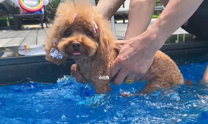 为什么狗喝海水会致命？（狗喝海水的危害和原因分析）