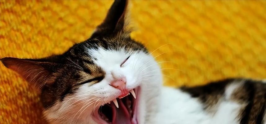 猫交配中公猫为何起主导作用？（探究公猫在猫交配中的重要性及原因分析）