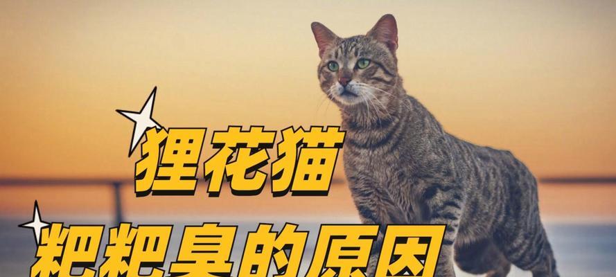 为什么猫咪很臭？（探究猫咪体臭的原因及如何解决）