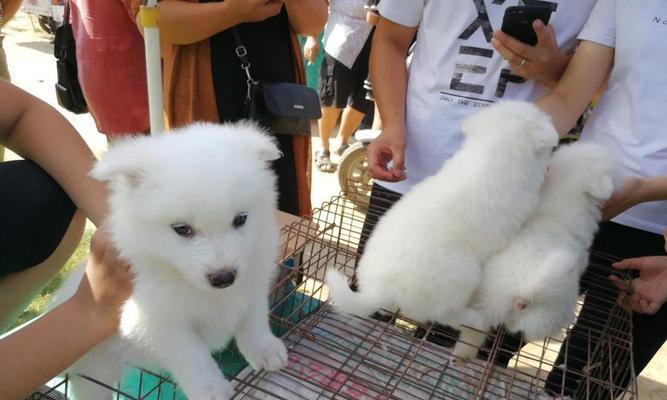 金毛为什么会有白色的毛发？（探究金毛白色毛发的形成原因及遗传机制）